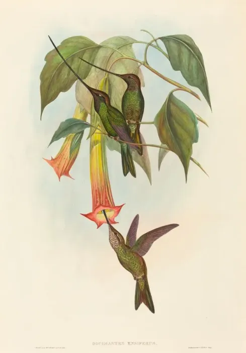 Framed Print : Docimastes ensiferus (Sword-billed Hummingbird). Creators: John Gould Framed Print : Docimastes ensiferus (Sword-billed Hummingbird). Creators: John Gould