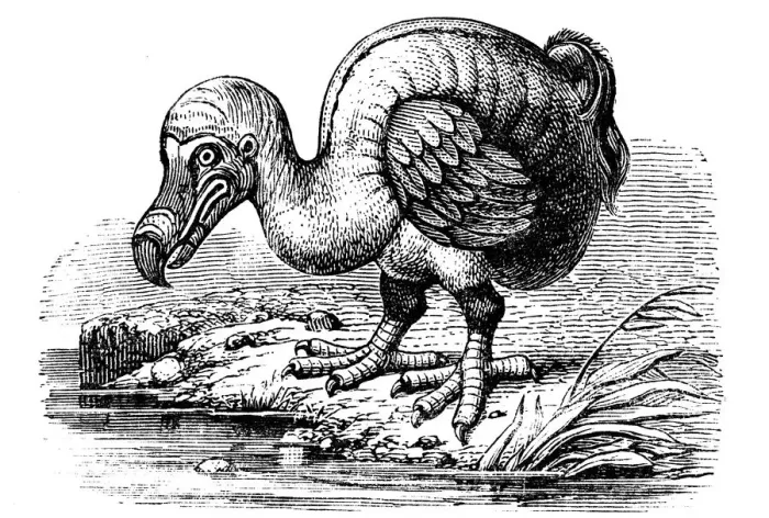 Framed Print : Dodo, 1884 Framed Print : Dodo, 1884