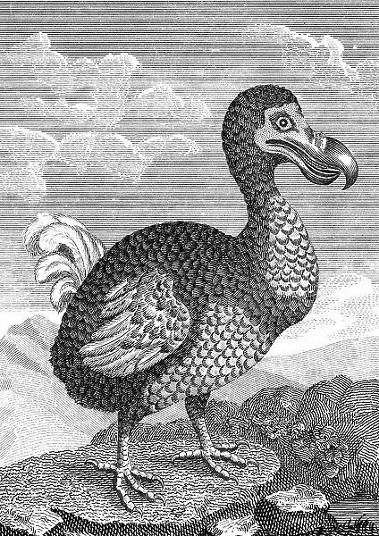Dodo, late 18th century