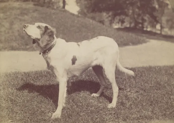 Framed Print : Dog, 1880s-90s. Creator: Unknown Framed Print : Dog, 1880s-90s. Creator: Unknown