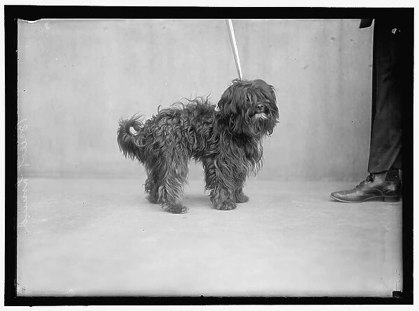 Dog, between 1910 and 1917. Creator: Harris & Ewing. Dog, between 1910 and 1917. Creator: Harris & Ewing