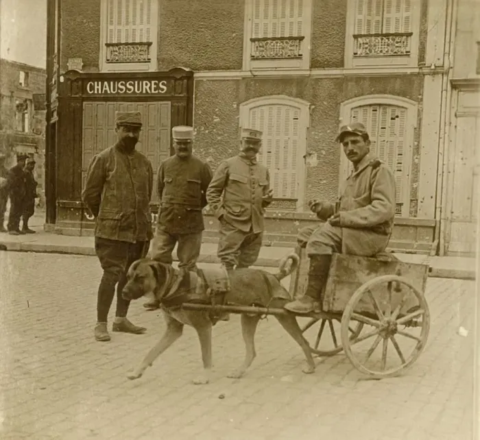 Framed Print : Dog-cart, France, c1914-c1918 Framed Print : Dog-cart, France, c1914-c1918