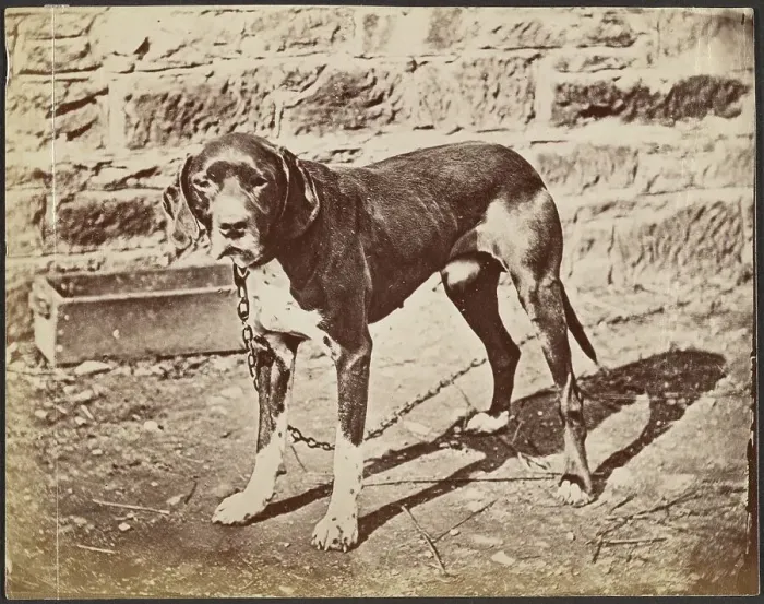 Framed Print : Dog, late 19th century. Creator: Unknown Framed Print : Dog, late 19th century. Creator: Unknown