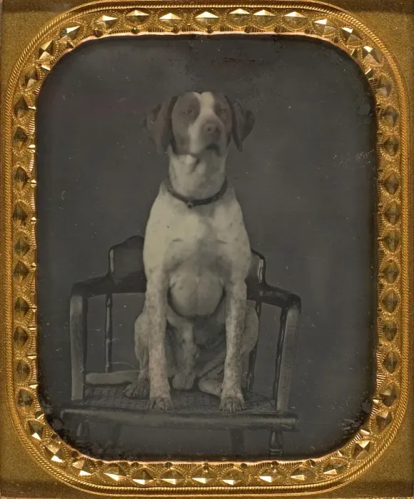 Framed Print : Dog Posing for Portrait in Photographers Studio Chair, ca. 1855. Creator: Rufus Anson Framed Print : Dog Posing for Portrait in Photographers Studio Chair, ca. 1855. Creator: Rufus Anson