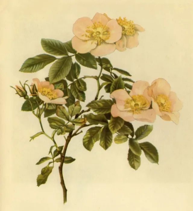 Framed Print : Dog Rose, c1890-1908, (1944). Creator: Alfred William Parsons Framed Print : Dog Rose, c1890-1908, (1944). Creator: Alfred William Parsons