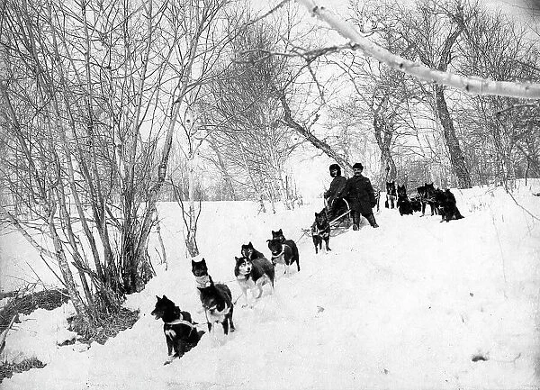 Dog sled expedition in the forest, 1910-1929. Creator: Ivan Emelianovich Larin