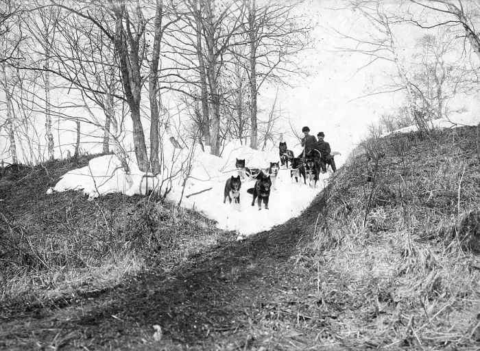 Framed Print : Dog sled in the forest, 1910-1929. Creator: Ivan Emelianovich Larin Framed Print : Dog sled in the forest, 1910-1929. Creator: Ivan Emelianovich Larin