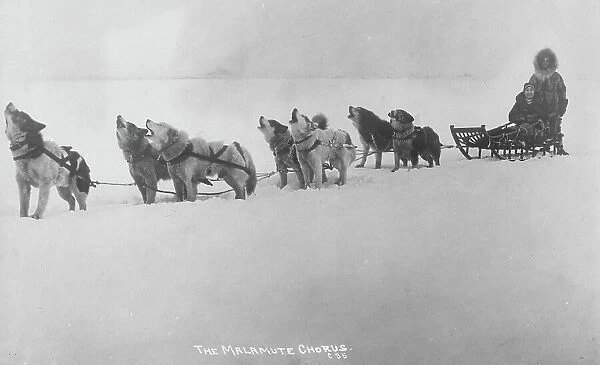 Dog sled team barking, 1920. Creator: Unknown