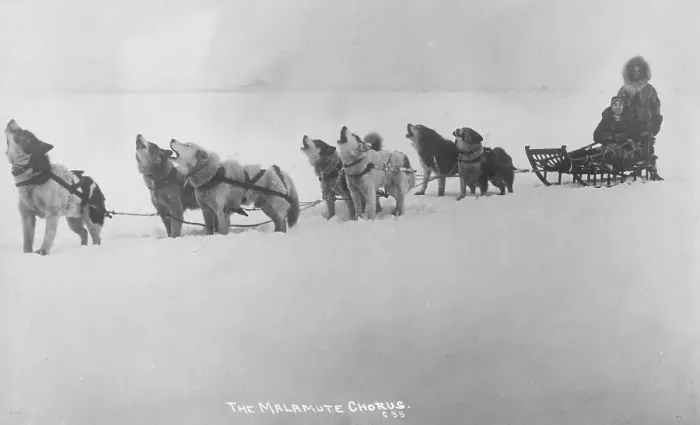Framed Print : Dog sled team barking, 1920. Creator: Unknown Framed Print : Dog sled team barking, 1920. Creator: Unknown
