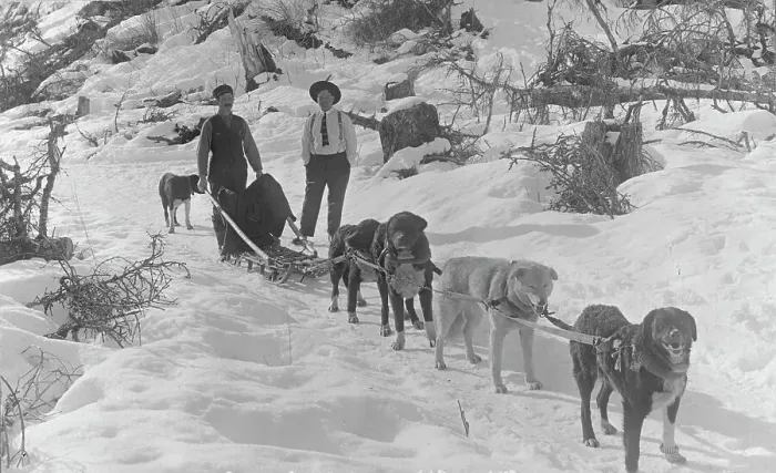 Framed Print : Dog sled team, between c1900 and c1930. Creator: Unknown Framed Print : Dog sled team, between c1900 and c1930. Creator: Unknown