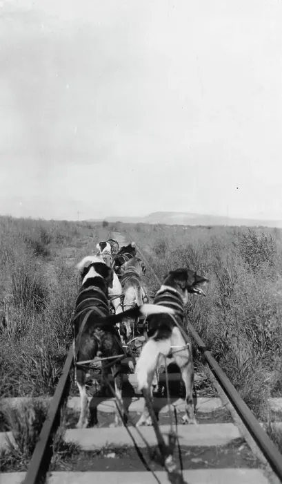 Framed Print : Dog team, between c1900 and 1916. Creator: Unknown Framed Print : Dog team, between c1900 and 1916. Creator: Unknown