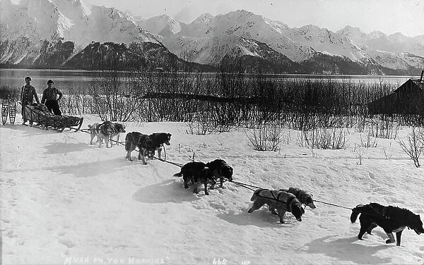 Dog team, between c1900 and c1930. Creator: Unknown