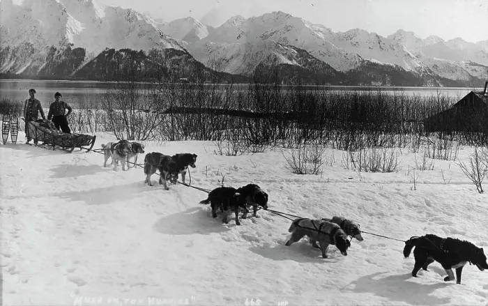 Framed Print : Dog team, between c1900 and c1930. Creator: Unknown Framed Print : Dog team, between c1900 and c1930. Creator: Unknown