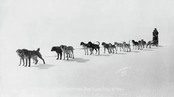 Framed Print : Dog team at Seventh All Alaska Sweepstakes, April 13, 1914. Creator: Unknown Framed Print : Dog team at Seventh All Alaska Sweepstakes, April 13, 1914. Creator: Unknown