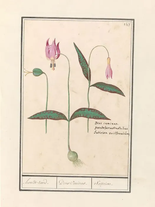 Framed Print : Dog Tooth (Erythronium dens-canis), 1596-1610. Creators: Anselmus de Boodt, Elias Verhulst Framed Print : Dog Tooth (Erythronium dens-canis), 1596-1610. Creators: Anselmus de Boodt, Elias Verhulst