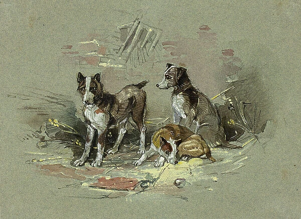 Three Dogs in an Alley, 1825-1877. Creator: Charles B Newhouse