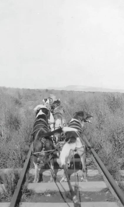 Framed Print : Dogs pulling pupmobile, between c1900 and 1916. Creator: Unknown Framed Print : Dogs pulling pupmobile, between c1900 and 1916. Creator: Unknown
