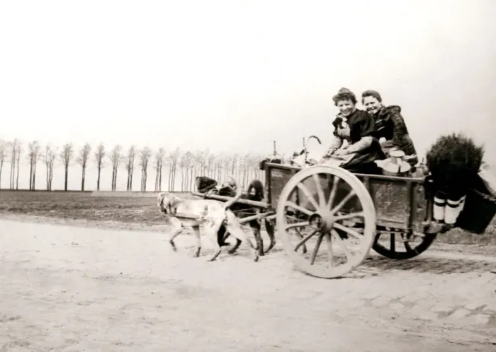 Framed Print : Dogs pulling women on a cart, Antwerp, 1898. Artist: James Batkin Framed Print : Dogs pulling women on a cart, Antwerp, 1898. Artist: James Batkin