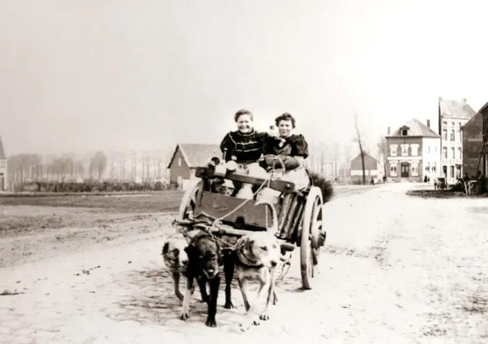 Framed Print : Dogs pulling women on a cart, Antwerp, 1898. Artist: James Batkin Framed Print : Dogs pulling women on a cart, Antwerp, 1898. Artist: James Batkin