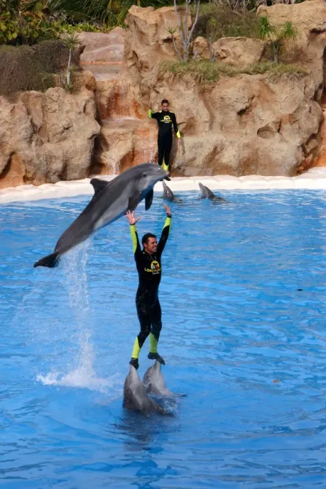 Framed Print : Dolphin show, Loro Parque, Tenerife, Canary Islands, 2007 Framed Print : Dolphin show, Loro Parque, Tenerife, Canary Islands, 2007