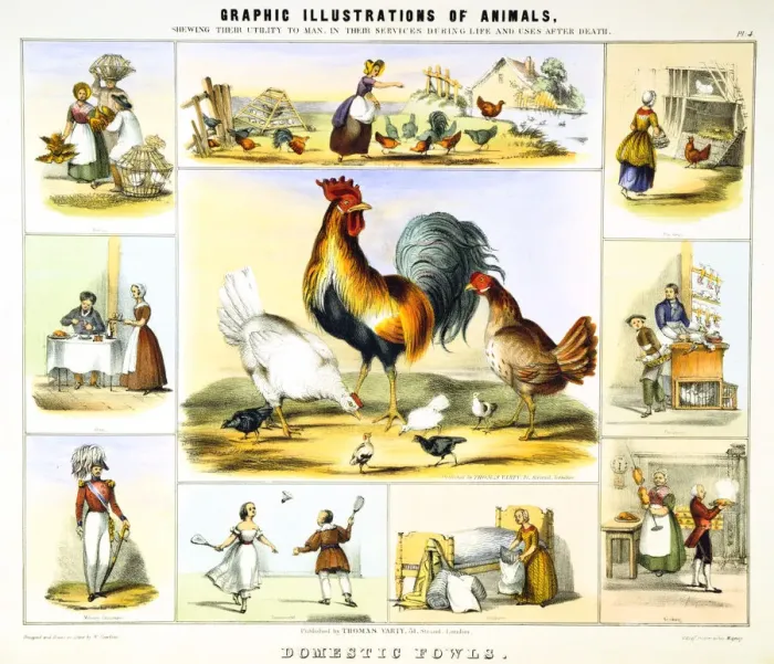 Framed Print : Domestic Fowl, c1850. Artist: Benjamin Waterhouse Hawkins Framed Print : Domestic Fowl, c1850. Artist: Benjamin Waterhouse Hawkins