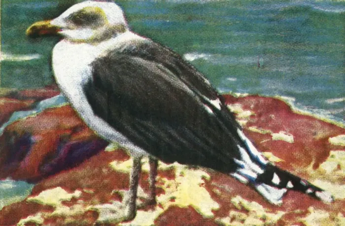 Framed Print : Dominican gull, c1928. Creator: Unknown Framed Print : Dominican gull, c1928. Creator: Unknown