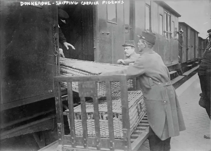 Framed Print : Donkerque [i.e. Dunkerque], shipping carrier pigeons, between c1914 and c1915. Creator: Bain News Service