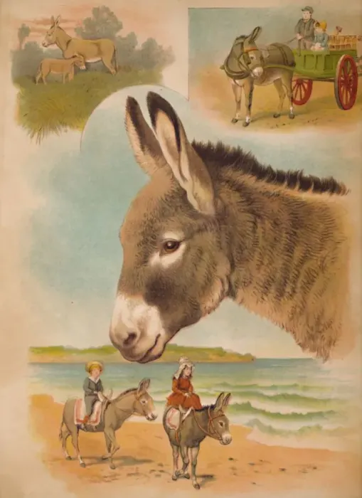 Framed Print : The Donkey, c1900. Artist: Helena J. Maguire Framed Print : The Donkey, c1900. Artist: Helena J. Maguire