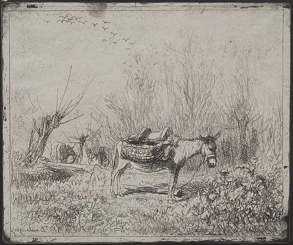 A Donkey in the Field, original impression 1862, printed in 1921