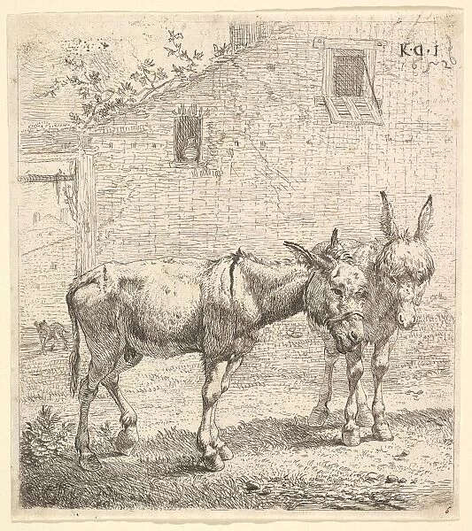 Two donkeys standing in a grassy yard, one in profile view facing right