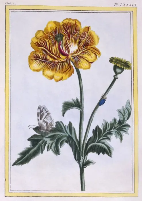 Framed Print : Double Creeping Buttercup Ranunculus repens Var: Pleniflorus, pub. 1776. Creator Framed Print : Double Creeping Buttercup Ranunculus repens Var: Pleniflorus, pub. 1776. Creator