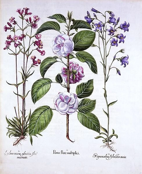 Double Flowered Apple, German Catch-Fly and a Bellflower, from Hortus Eystettensis