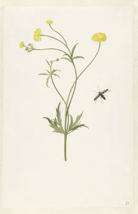Framed Print : Double yellow ranunculus and insect, c.1674-c.1692. Creator: Pieter Withoos Framed Print : Double yellow ranunculus and insect, c.1674-c.1692. Creator: Pieter Withoos
