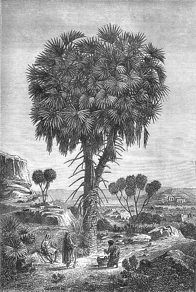 Doum palm of the Soudan; A journey through Soudan and Western Abyssinia, with Reminiscences...1875. Creator: Unknown