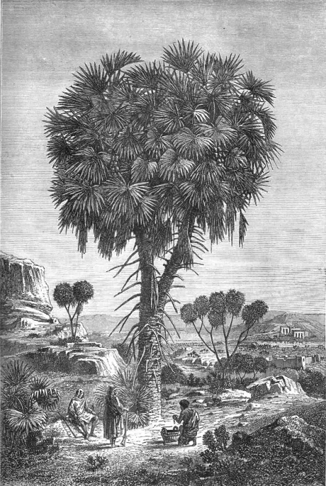 Framed Print : Doum palm of the Soudan; A journey through Soudan and Western Abyssinia, with Reminiscences...1875. Creator: Unknown Framed Print : Doum palm of the Soudan; A journey through Soudan and Western Abyssinia, with Reminiscences...1875. Creator: Unknown