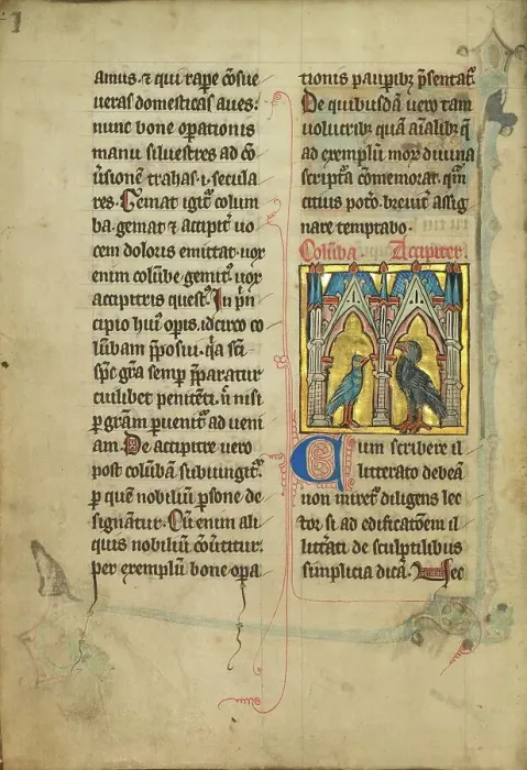 Framed Print : A Dove and a Falcon; De Natura Avium; De Pastoribus et Ovibus, 1277 or after. Creator: Unknown Framed Print : A Dove and a Falcon; De Natura Avium; De Pastoribus et Ovibus, 1277 or after. Creator: Unknown