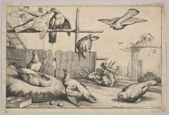 Framed Print : Eight doves, 1625-77. Creator: Wenceslaus Hollar Framed Print : Eight doves, 1625-77. Creator: Wenceslaus Hollar
