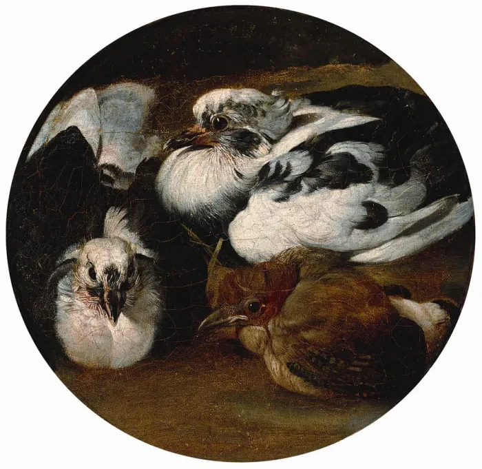 Framed Print : Two doves and a thrush Framed Print : Two doves and a thrush