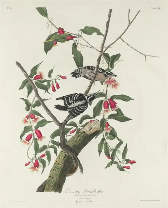 Framed Print : Downy Woodpecker, 1831. Creator: Robert Havell Framed Print : Downy Woodpecker, 1831. Creator: Robert Havell