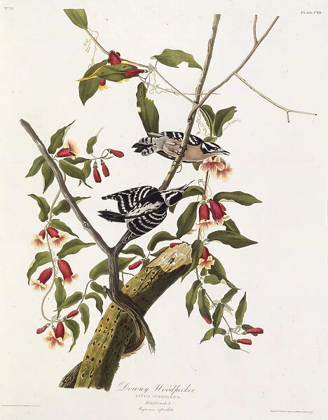 The downy woodpecker. From The Birds of America, 1827-1838. Creator: Audubon