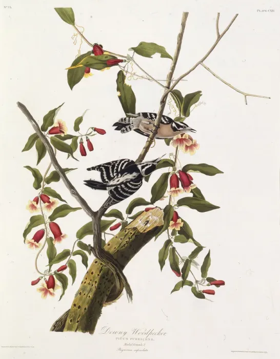 Framed Print : The downy woodpecker. From The Birds of America, 1827-1838. Creator: Audubon Framed Print : The downy woodpecker. From The Birds of America, 1827-1838. Creator: Audubon