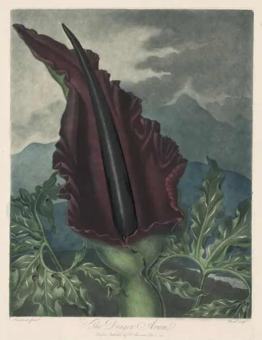 Framed Print : The Dragon Arum, Black Calla or Solomons Lily, 1799-1807. Creator: Robert John Thornton (British Framed Print : The Dragon Arum, Black Calla or Solomons Lily, 1799-1807. Creator: Robert John Thornton (British