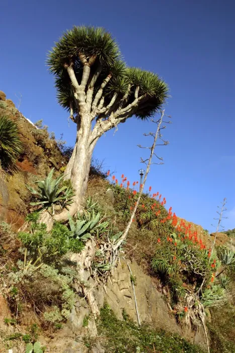 Framed Print : Dragon Tree, Anaga Mountains, Tenerife, 2007 Framed Print : Dragon Tree, Anaga Mountains, Tenerife, 2007