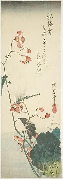 Dragonfly and begonia, 1830s. Creator: Ando Hiroshige