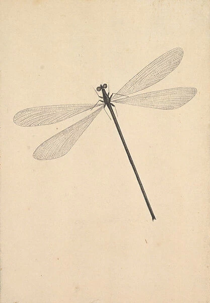 A Dragonfly, early 18th-mid 18th century. Creator: Nicols Struyk