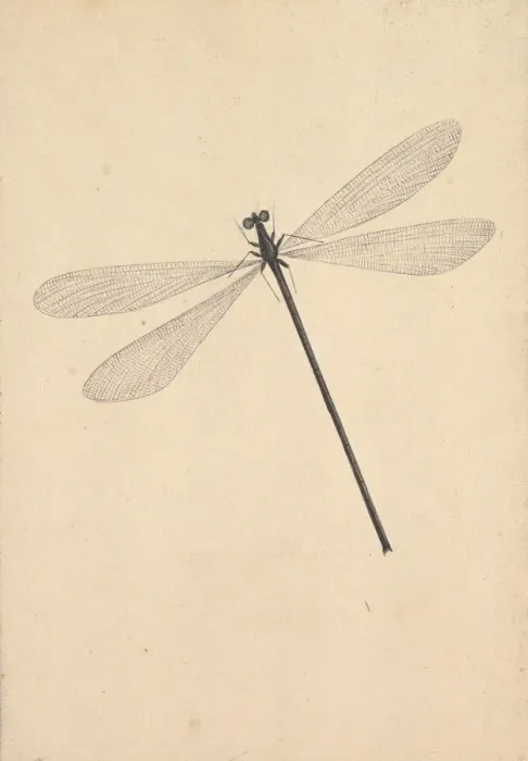 Framed Print : A Dragonfly, early 18th-mid 18th century. Creator: Nicols Struyk Framed Print : A Dragonfly, early 18th-mid 18th century. Creator: Nicols Struyk