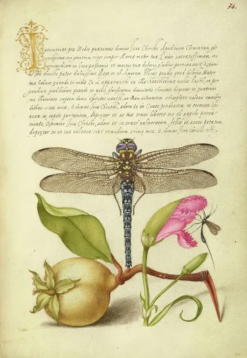 Framed Print : Dragonfly, Pear, Carnation, and Insect, 1561-1562; illumination added 15+E:K1-1596. Creator: Joris Hoefnagel Framed Print : Dragonfly, Pear, Carnation, and Insect, 1561-1562; illumination added 15+E:K1-1596. Creator: Joris Hoefnagel