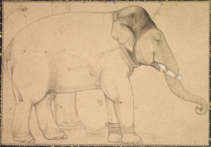 Framed Print : Drawing of an Elephant, c. 1700. Creator: Unknown Framed Print : Drawing of an Elephant, c. 1700. Creator: Unknown