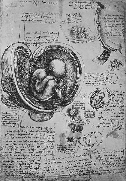 Drawings of an Embryo in the Uterus, c1480 (1945). Artist: Leonardo da Vinci