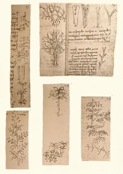 Framed Print : Five drawings illustrating the elements of landscape painting, c1472-c1519 (1883). Artist: Leonardo da Vinci Framed Print : Five drawings illustrating the elements of landscape painting, c1472-c1519 (1883). Artist: Leonardo da Vinci